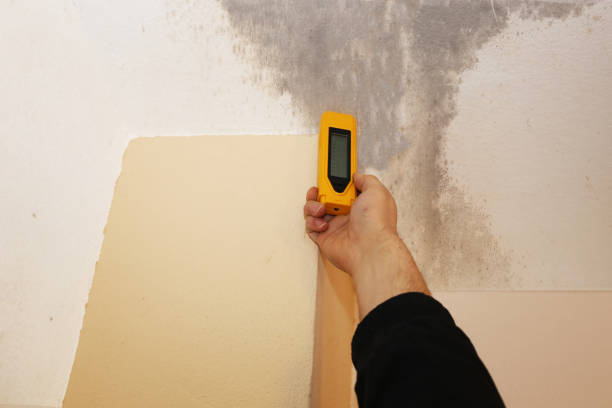 Reliable Mannington, WV Mold Removal Solutions