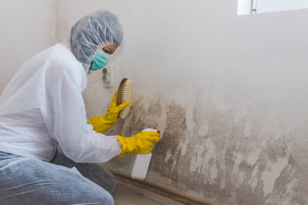 Best Commercial Mold Inspection  in Mannington, WV