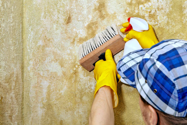 Best Crawl Space Mold Remediation  in Mannington, WV