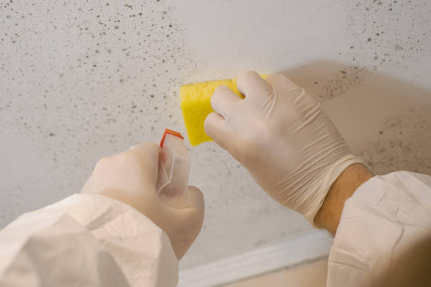 Best Mold Prevention Services  in Mannington, WV