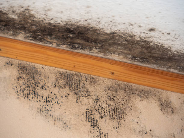 Best Emergency Mold Remediation  in Mannington, WV