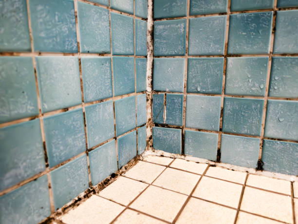 Best Water Damage & Mold Remediation  in Mannington, WV