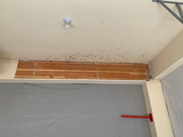 Best Asbestos and Lead Testing During Mold Inspection  in Mannington, WV