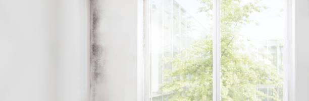 Mold Documentation for Insurance Claims in Mannington, WV