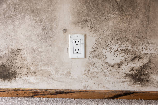 Best Post-Construction Mold Inspection  in Mannington, WV